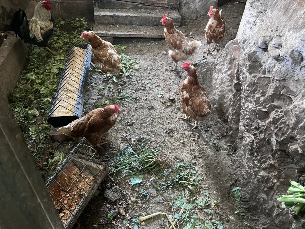 GALLINAS