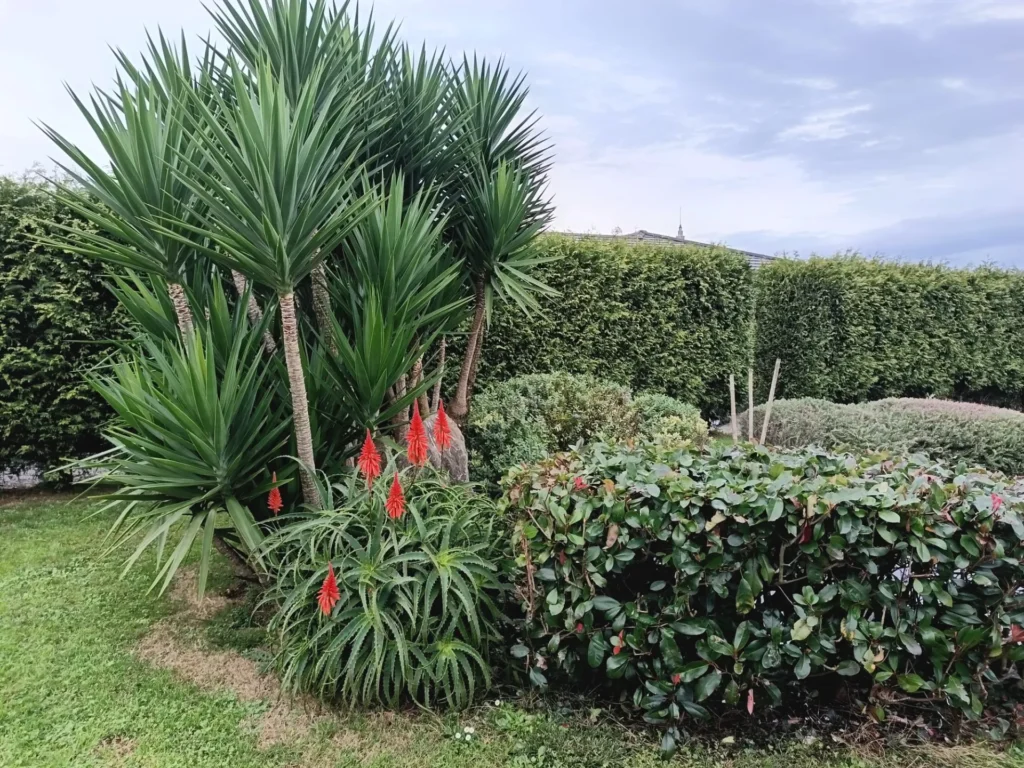 30.3 ARBOLES-FINCA-1