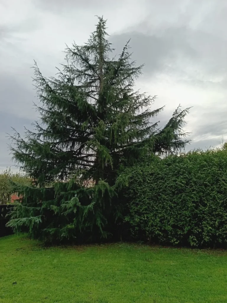 30.4 ARBOL-1